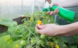 How and why to spray tomatoes with serum with iodine: a recipe for a solution and instructions for processing