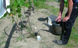 How and how to feed grapes in June