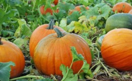When to harvest pumpkin in the Moscow region and how to do it correctly: features of growing and harvesting