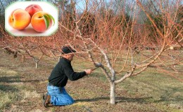 How to properly prune a peach in the fall and what is it for