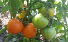 Bright, extremely useful and adored by children tomato