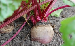 Step-by-step instructions for planting beets in spring in open ground and further caring for them
