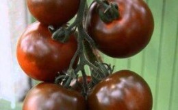 Spectacular appearance and unusual taste: