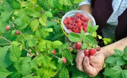 Raspberry Care Guide After Harvesting July