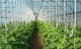How to grow cucumbers in a greenhouse in winter: step by step instructions