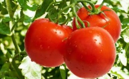 We get acquainted with the tomato