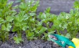How, when and how to feed parsley for growth: advice for novice gardeners