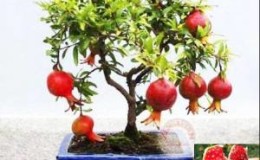 How to grow indoor pomegranate: care features