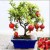 How to grow indoor pomegranate: care features