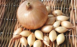 Hybrid onion