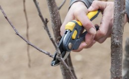 When to prune cherries in the fall and how to do it right