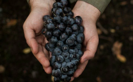 What are autochthonous grape varieties and which are the most popular