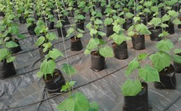 Instructions for growing bagged cucumbers: from preparing materials to harvesting the finished crop