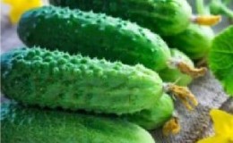 The time-tested and beloved cucumber