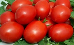 Development of domestic breeders for the Russian climate - tomato
