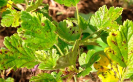 Why do spots appear on gooseberry leaves