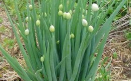 Choosing which onion to plant on greens before winter and plant it correctly