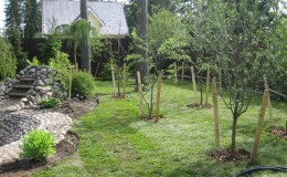 The best time to plant fruit trees in the Moscow region: to plant in spring or autumn?