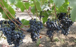 A selection of the best comprehensively resistant grape varieties and recommendations for their selection