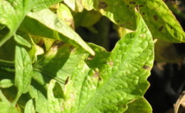 A common problem for summer residents: leaves on tomatoes turn yellow - what to do and how to prevent it?