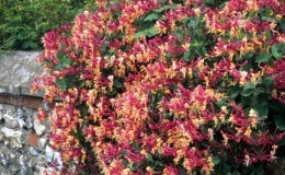 Ornamental curly honeysuckle - growing, reproduction and care