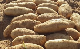 What kind of potato