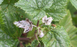 How to process white bloom on currant leaves: chemicals and folk remedies