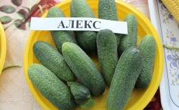 Meet the Alex f1 cucumber hybrid and learn to grow it correctly