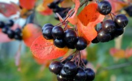 Instructions for pruning chokeberry in the fall for novice gardeners