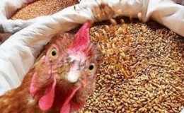Is it possible to give rye to rabbits, chickens, pigs and cows