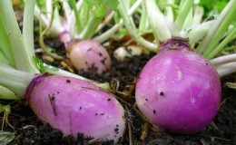 How to get a good harvest of rutabagas: growing and caring according to the instructions for beginners