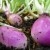 How to get a good harvest of rutabagas: growing and caring according to the instructions for beginners