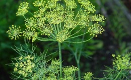 What is garden dill and its characteristics