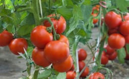 Why is everyone so fond of the Dachnik tomato?