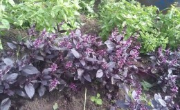 Plant compatibility: what to plant next to basil and why it is important