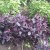 Plant compatibility: what to plant next to basil and why it is important