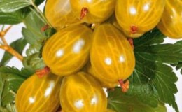 Besshipless sweet and sour gooseberry variety Russian yellow