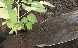 A guide to replanting raspberries in the fall to a new location for beginner gardeners