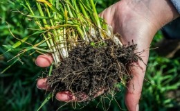 What is the root system of wheat and what are its features