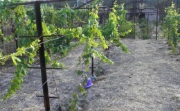 Varieties and independent production of grape trellis