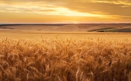 Wheat cultivation technology from preparation for sowing to harvest