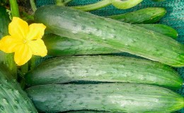 The most popular among gardeners cucumbers