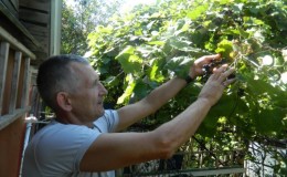 What grape care is required in June and how to properly carry it out