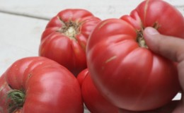 Why the Beef Pink Brandy f1 tomato is so good and why summer residents love it so much: a review of the variety and the secrets of its cultivation