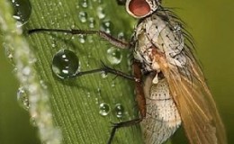 Why is the Swedish fly dangerous on winter wheat and how to deal with it and other pests of cereals