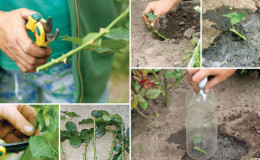 A guide to cutting roses in the fall at home for beginner florists