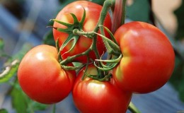 A wonderful hybrid for growing in the open field - we plant the tomato