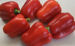 How to plant a large red hybrid pepper