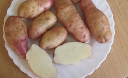 The time-honored and adored by farmers legendary potato variety