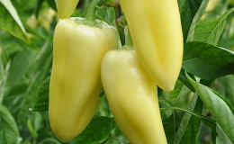 How to grow sweet pepper